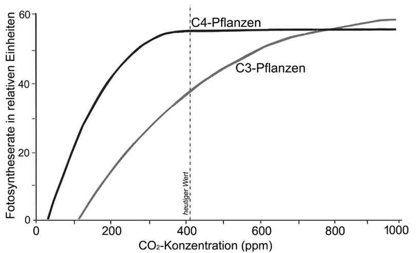 Diagramm: Fotosyntheserate vs CO2-Konzentration für C3- und C4-Pflanzen, gestrichelte Linie bei ~400 ppm.